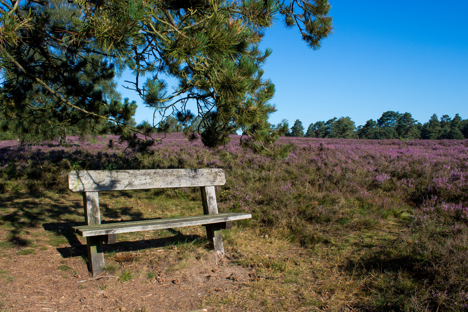 In der Heide 03