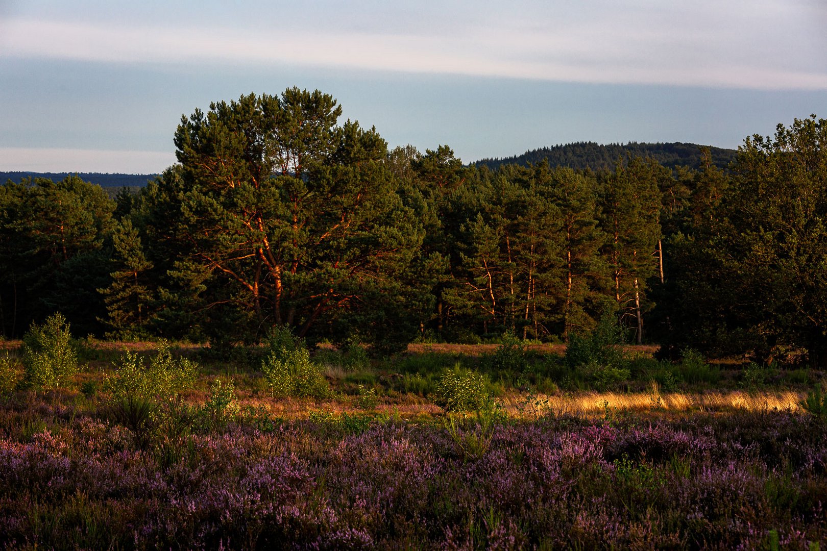 ~~ In der Heide ~~