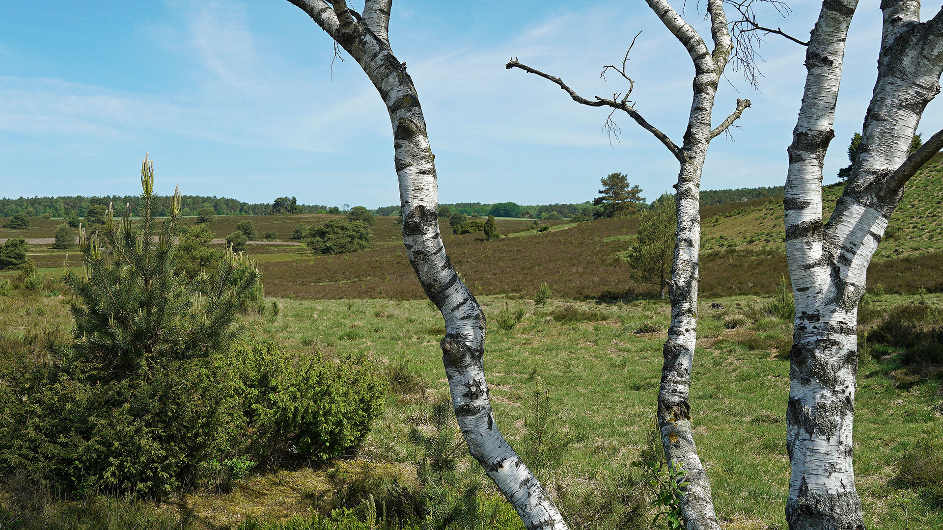 in der Heide