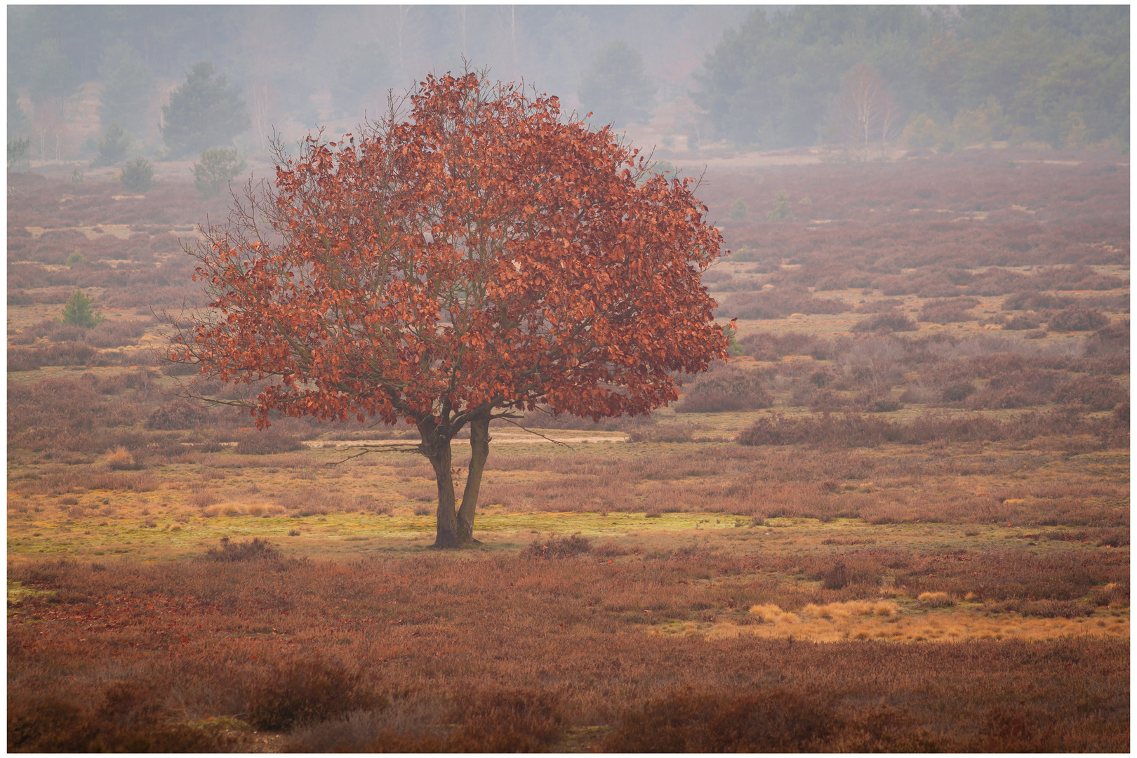 In der Heide 