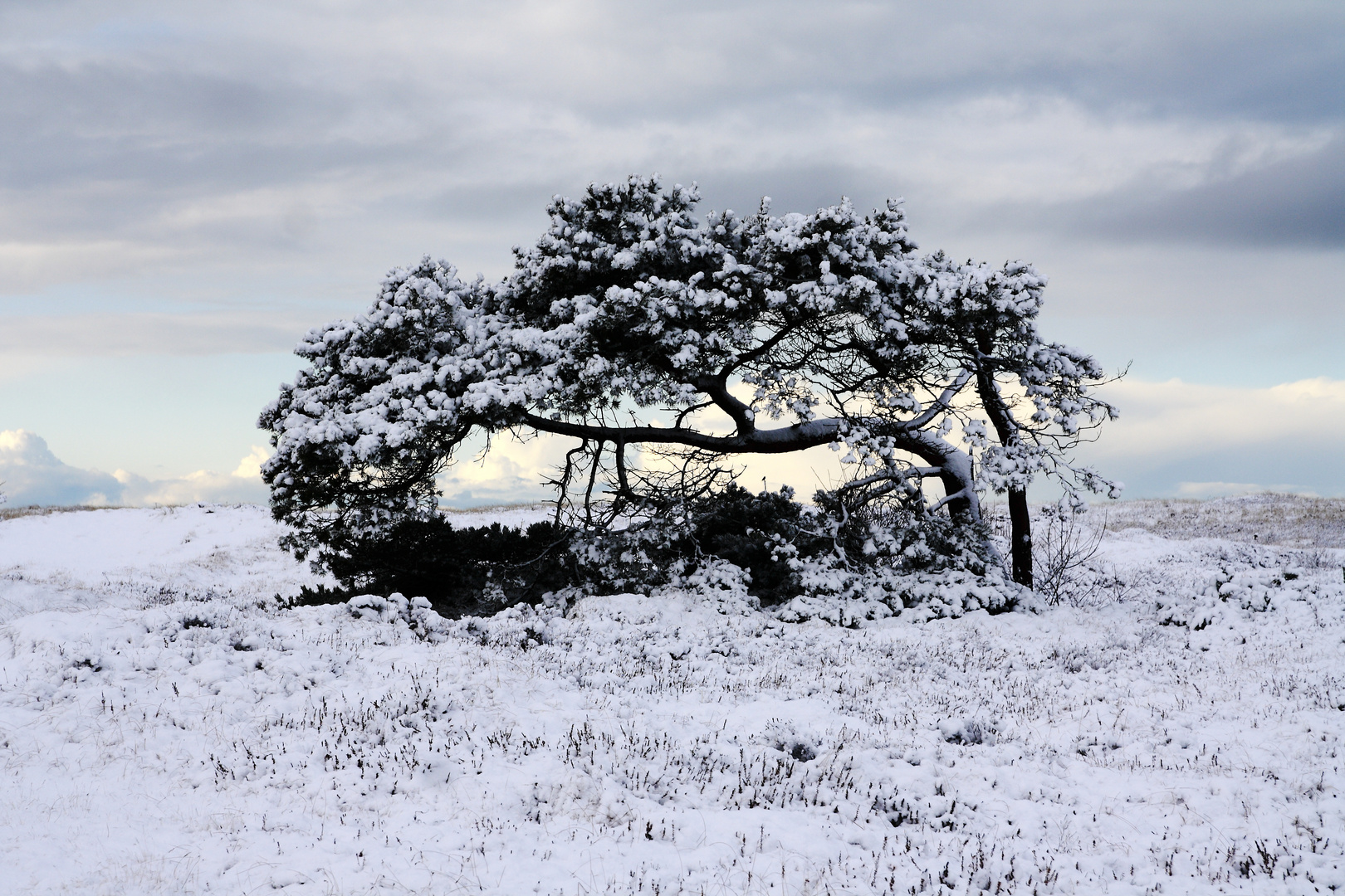 In der Heide