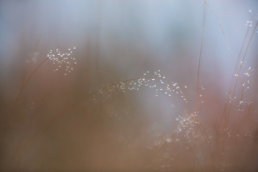 in der Heide