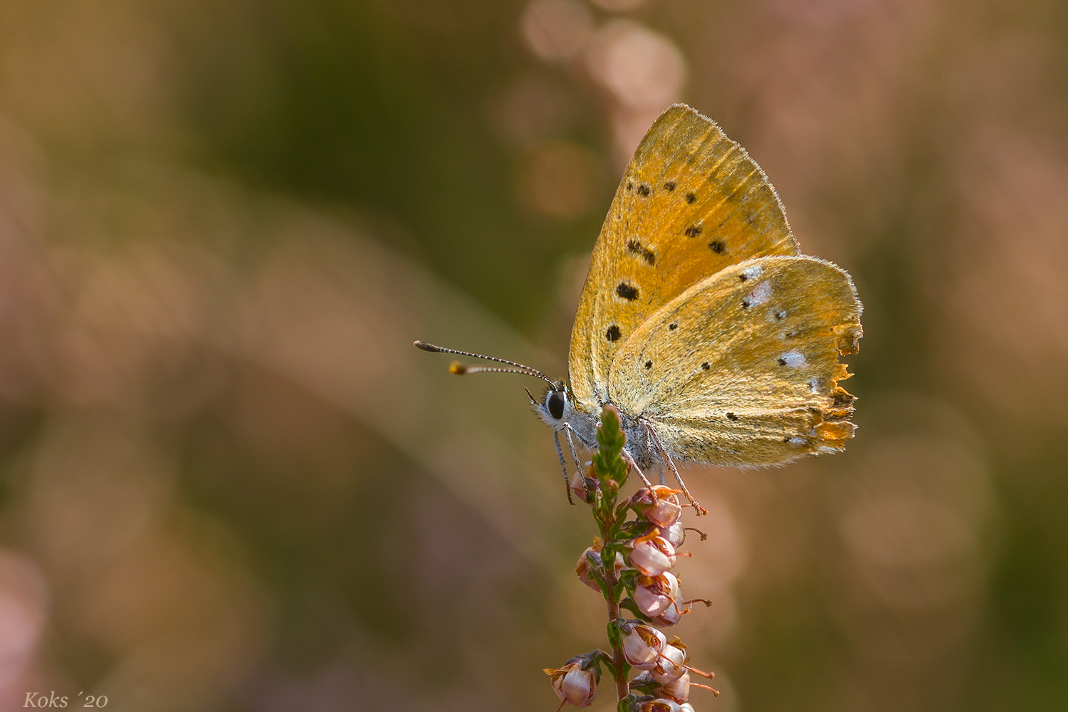 In der Heide