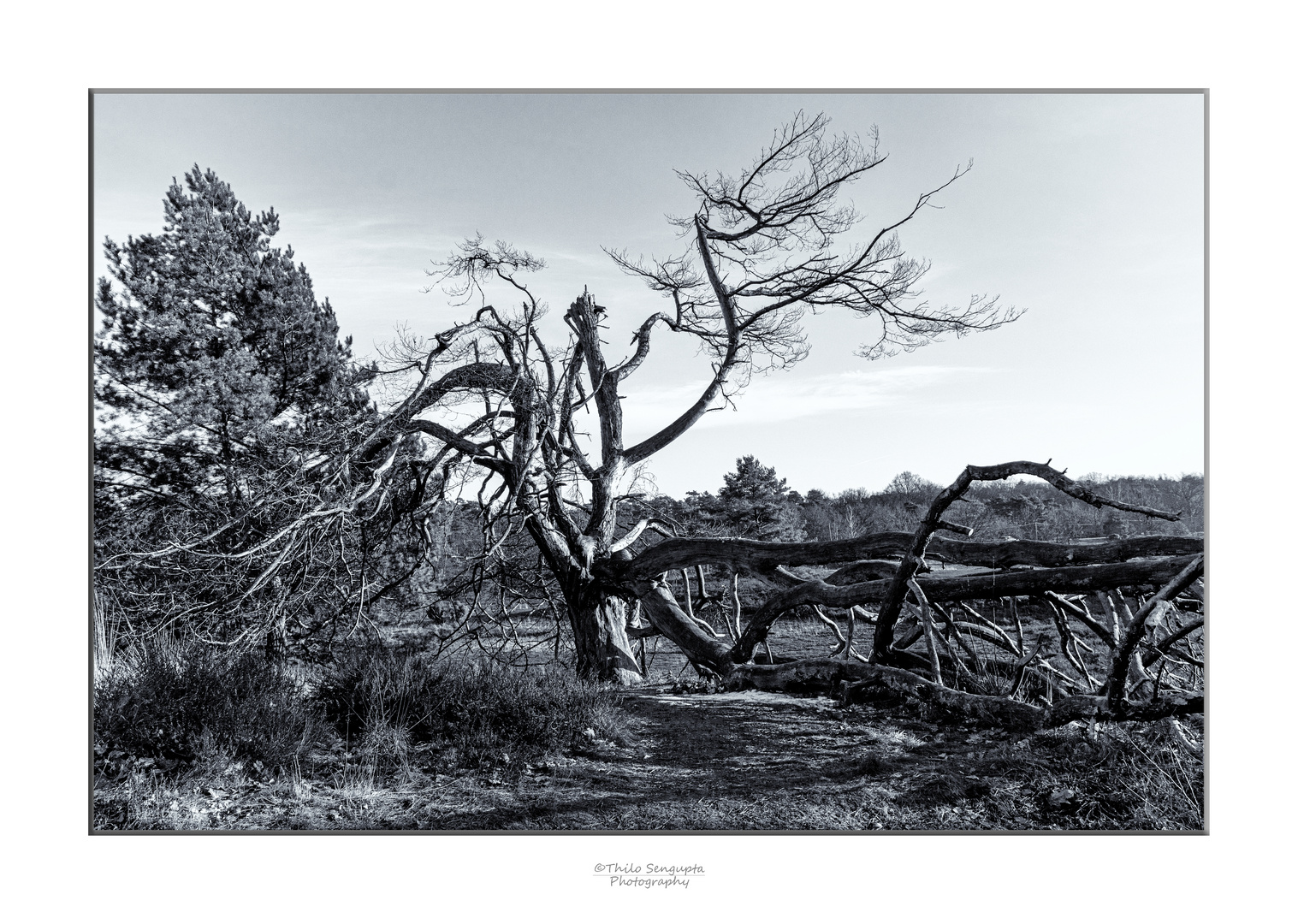 in der Heide