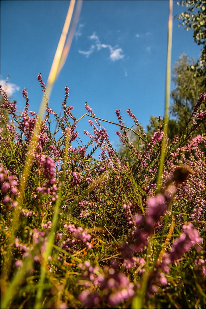 In der Heide