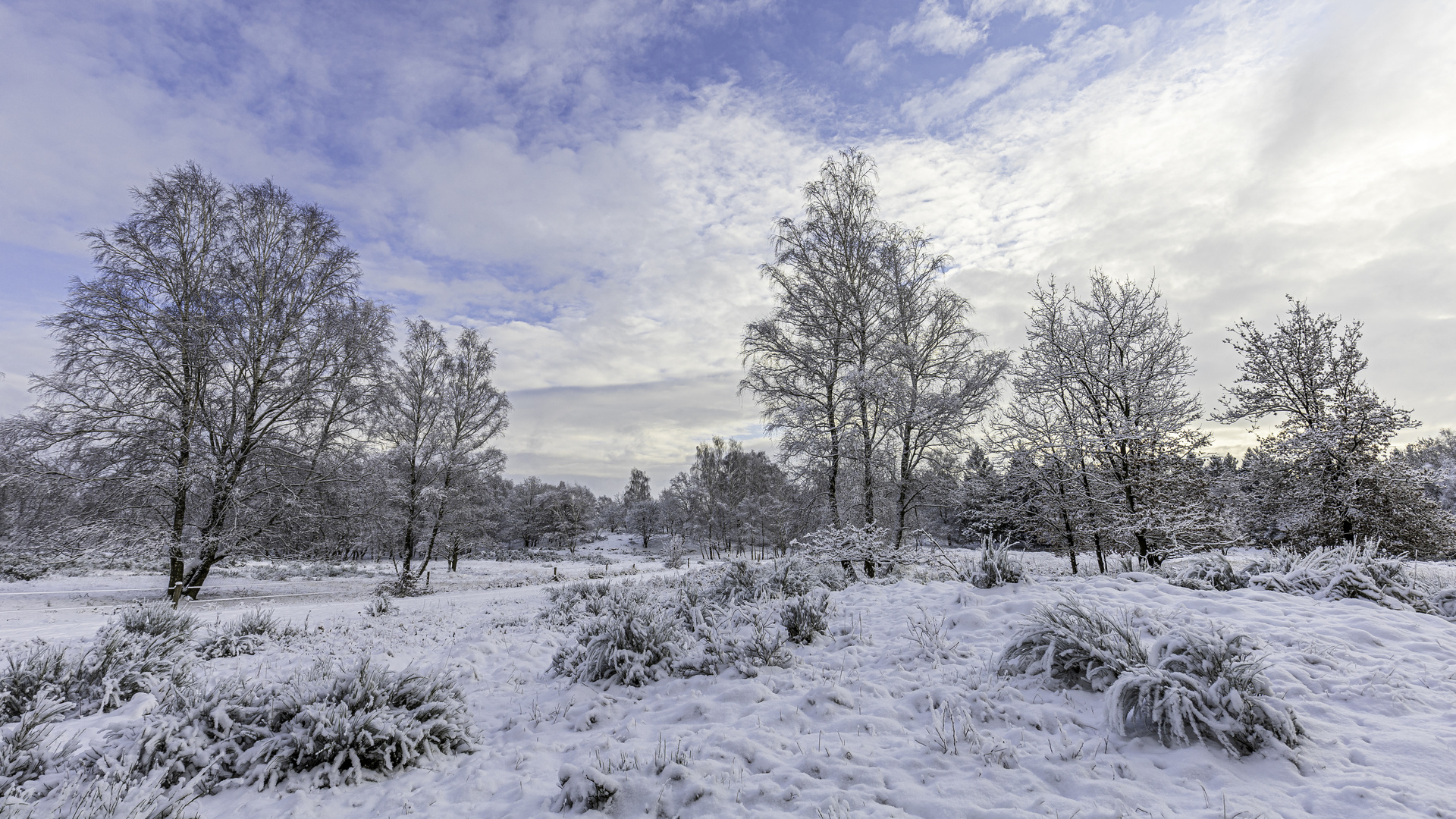 in der heide