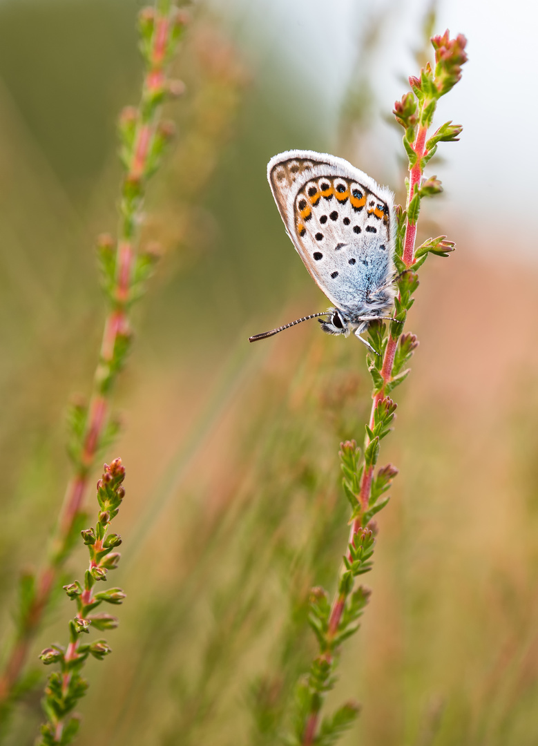 __in der Heide___