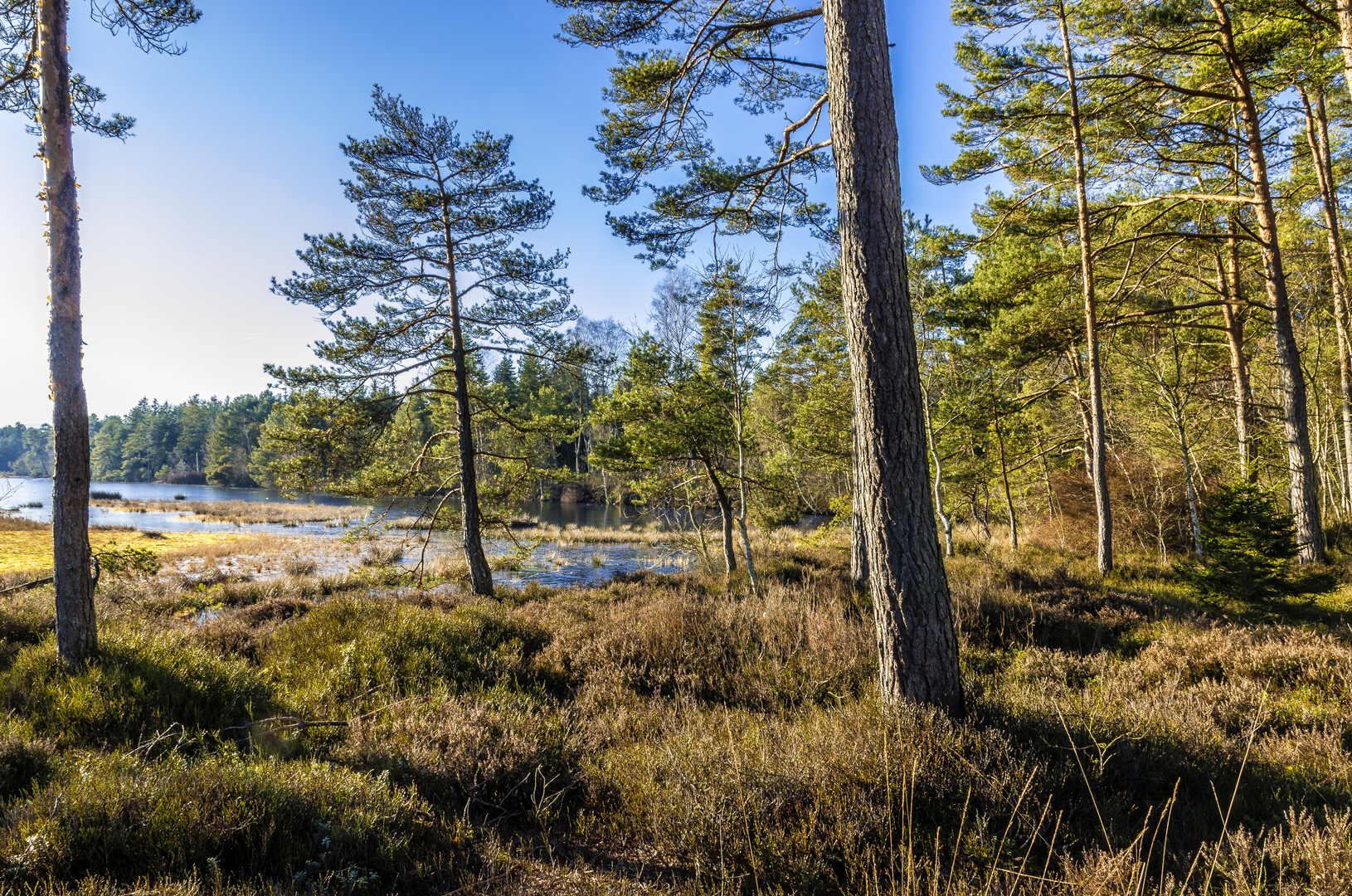 In der Heide Foto & Bild | landschaft, heide, winter Bilder auf