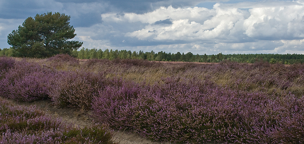 ~ in der Heide ~ by Monty Erselius 