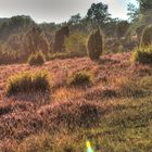 In der Heide am Totengrund