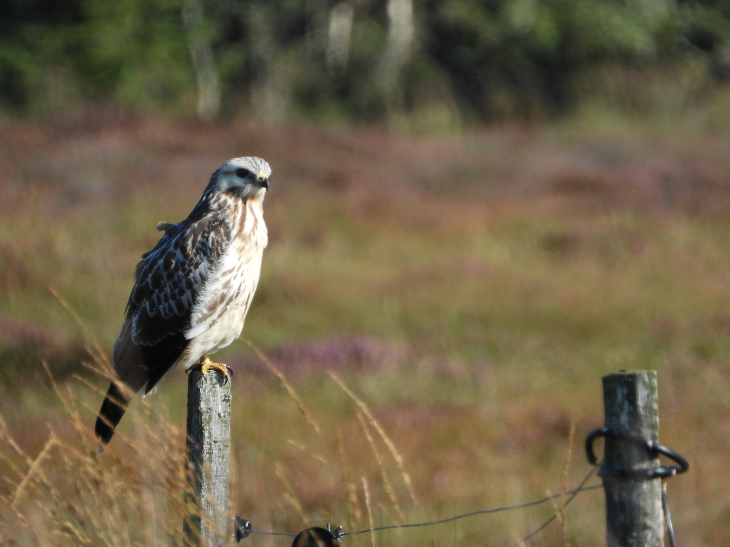 In der Heide