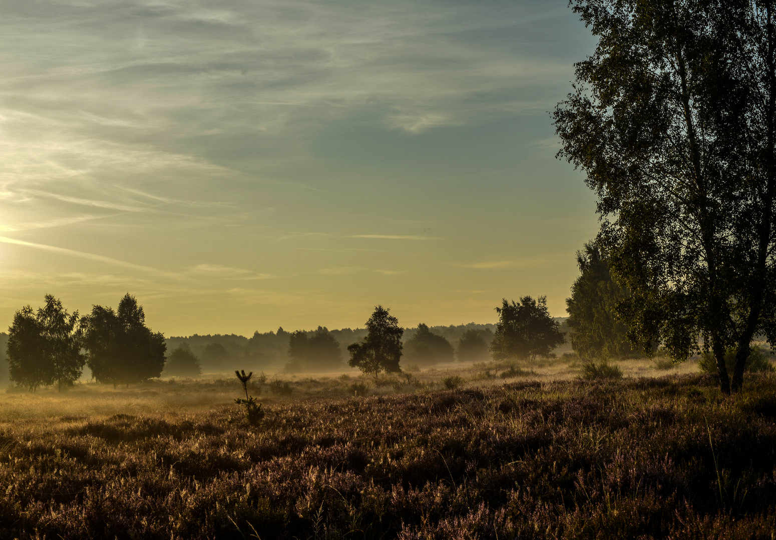 In der Heide