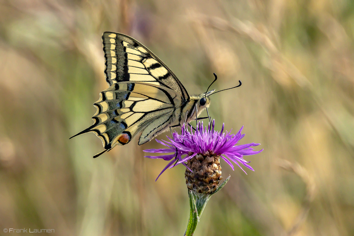 In der Heide I