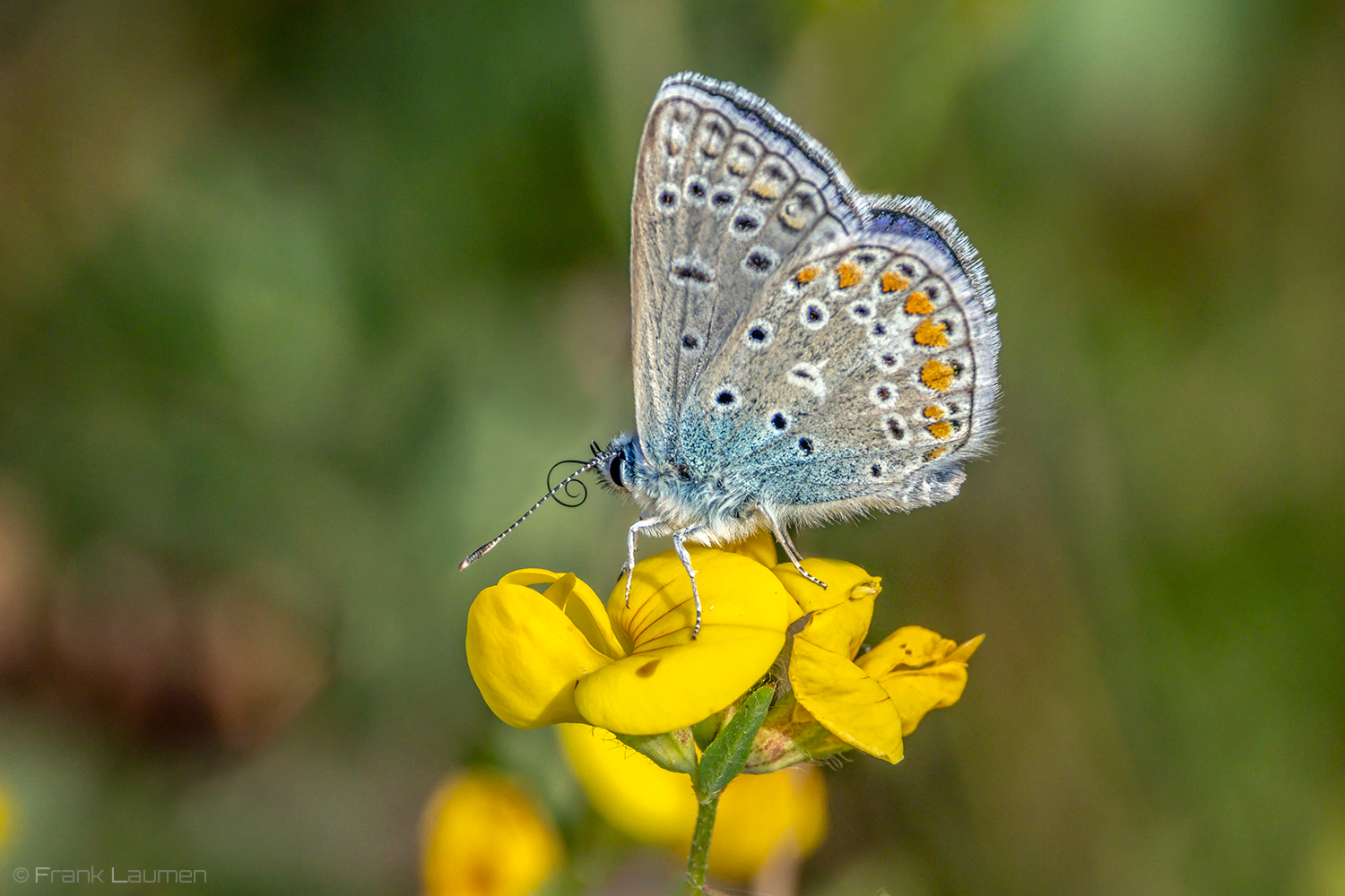 In der Heide II