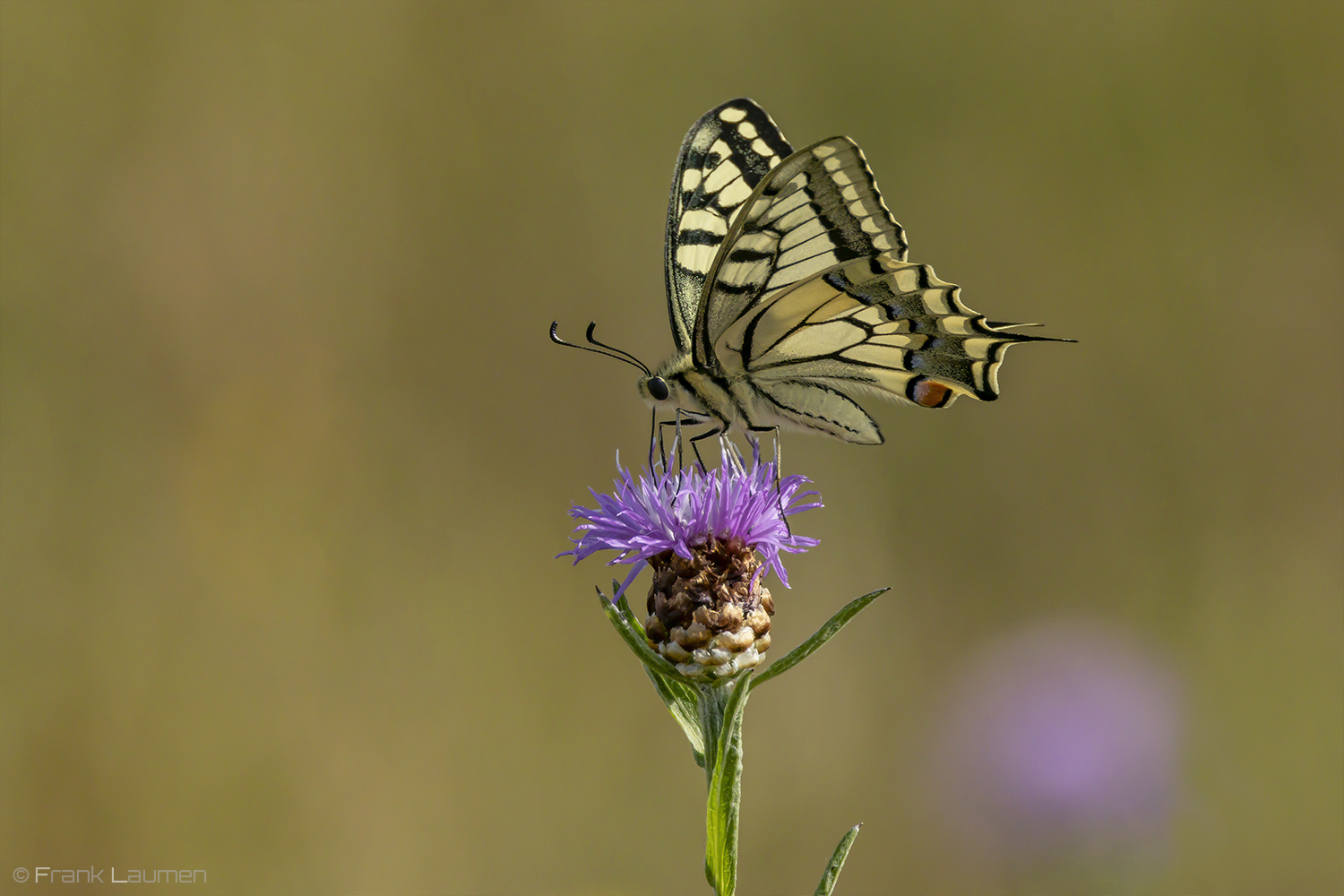 In der Heide III