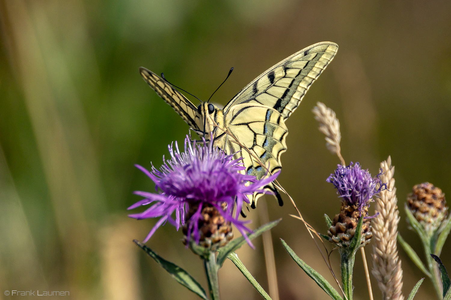 In der Heide IV