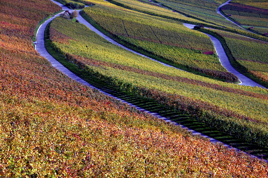 in der Heimat Foto & Bild landschaft, kulturlandschaften, weinberge