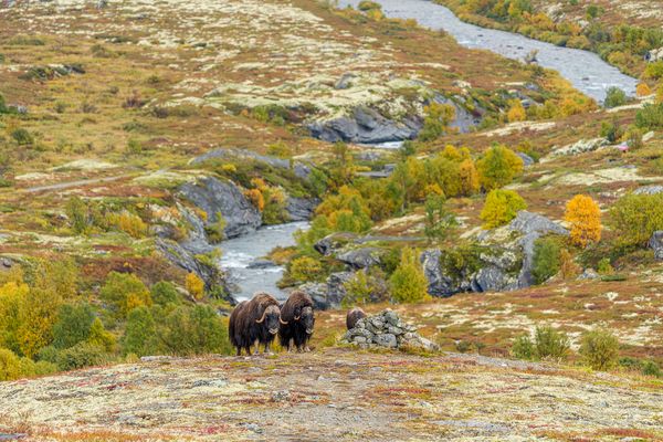 in der Herbstlandschaft