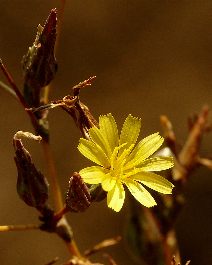 . . "in der Herbstsonne". .