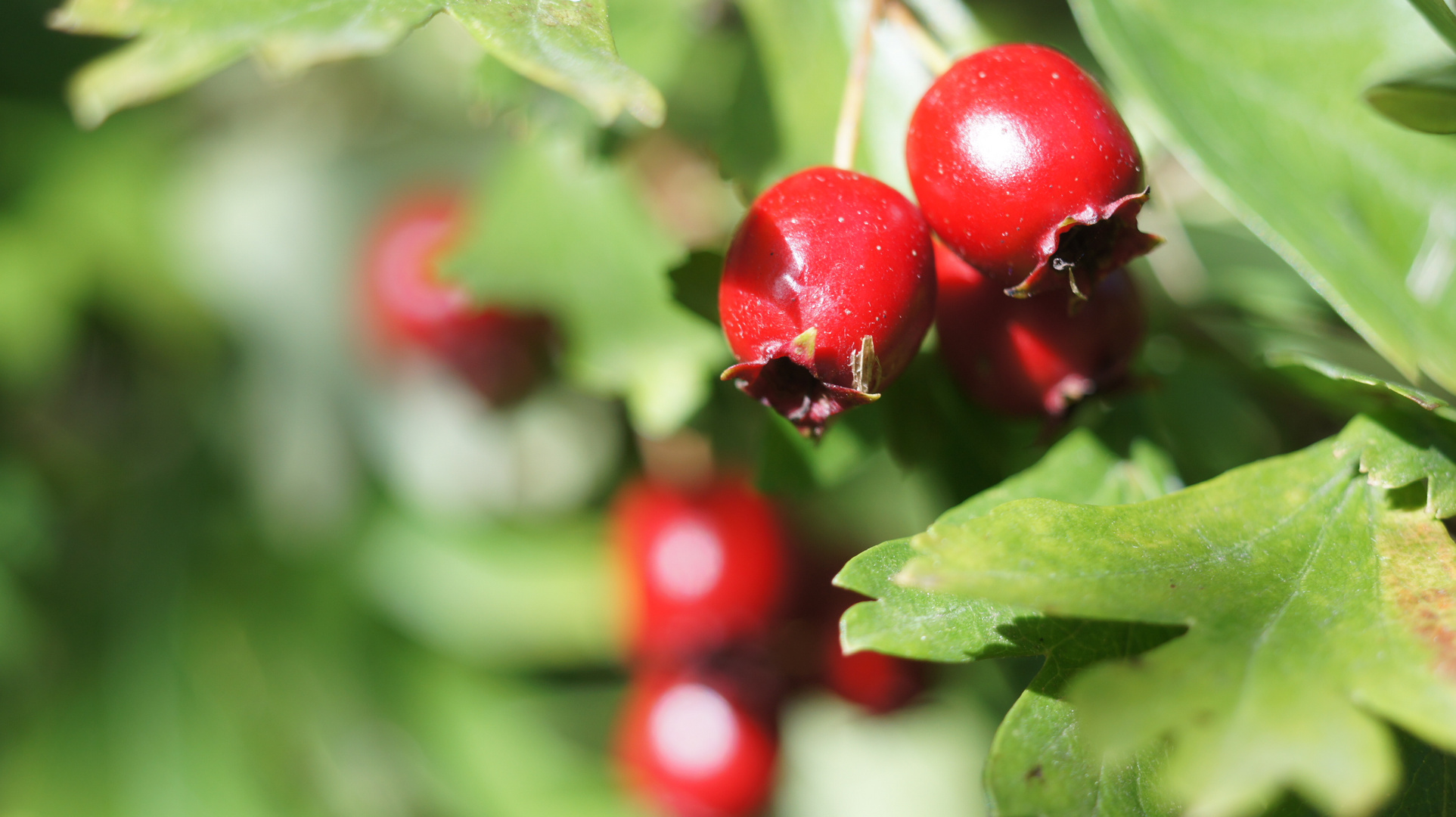 In der Herbstsonne