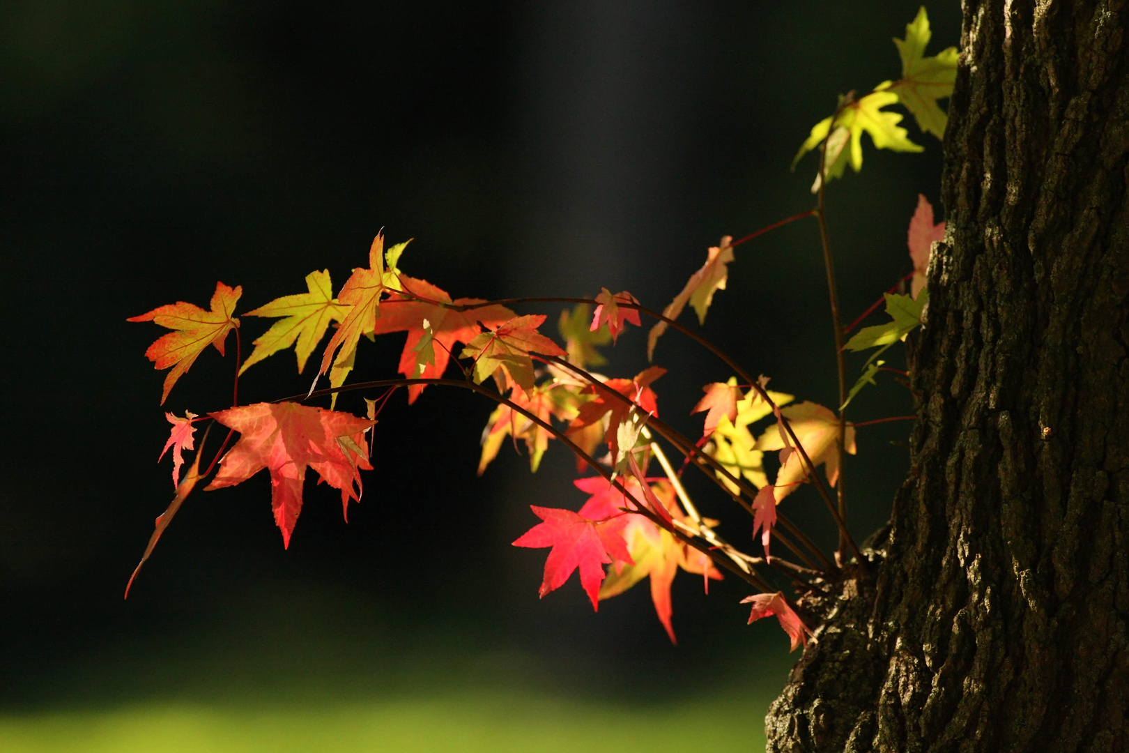 in der Herbstsonne