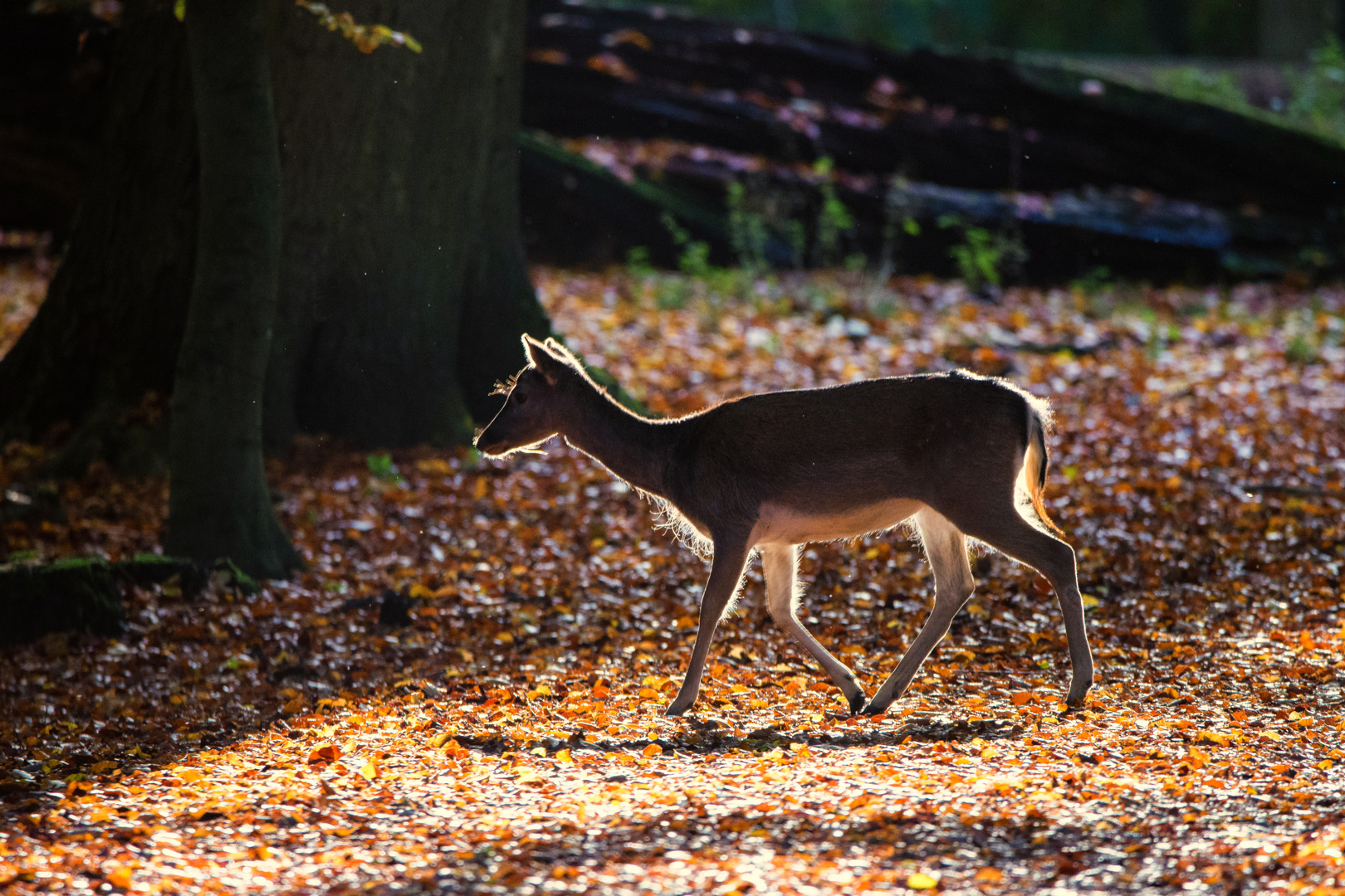 In der Herbstsonne