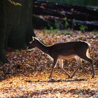 In der Herbstsonne