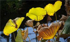 IN DER HERBSTSONNE