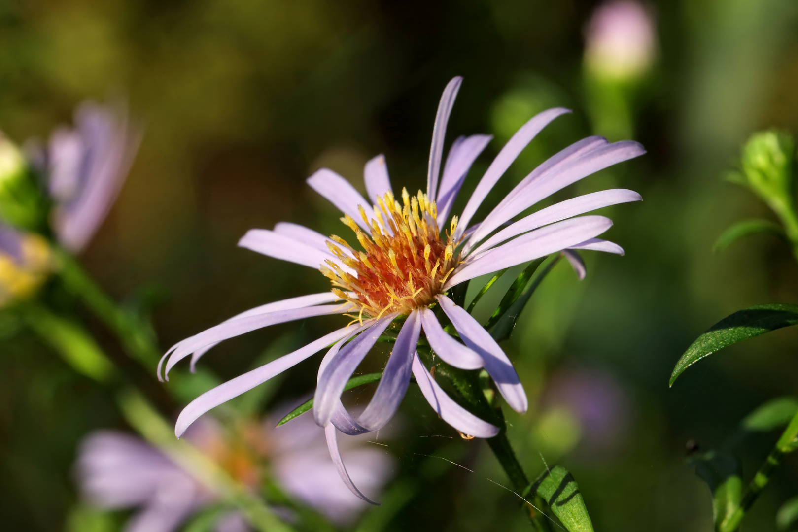 in der Herbstsonne - in autumn sun