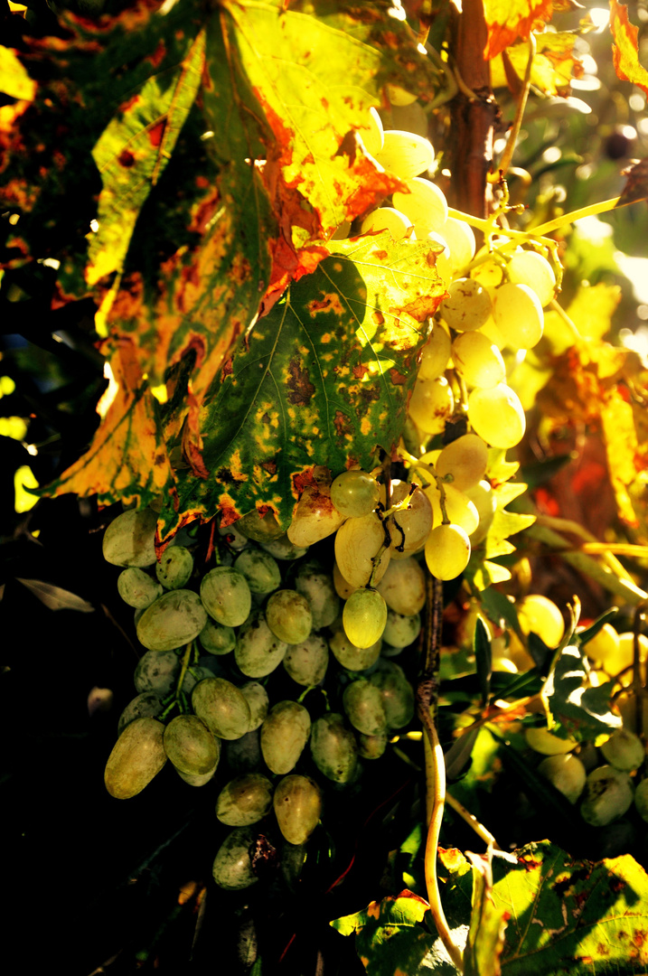 In der Herbstsonne Weintrauben zwischen verwelkenden Blättern ringsherum......