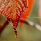 In der Herbstzeit