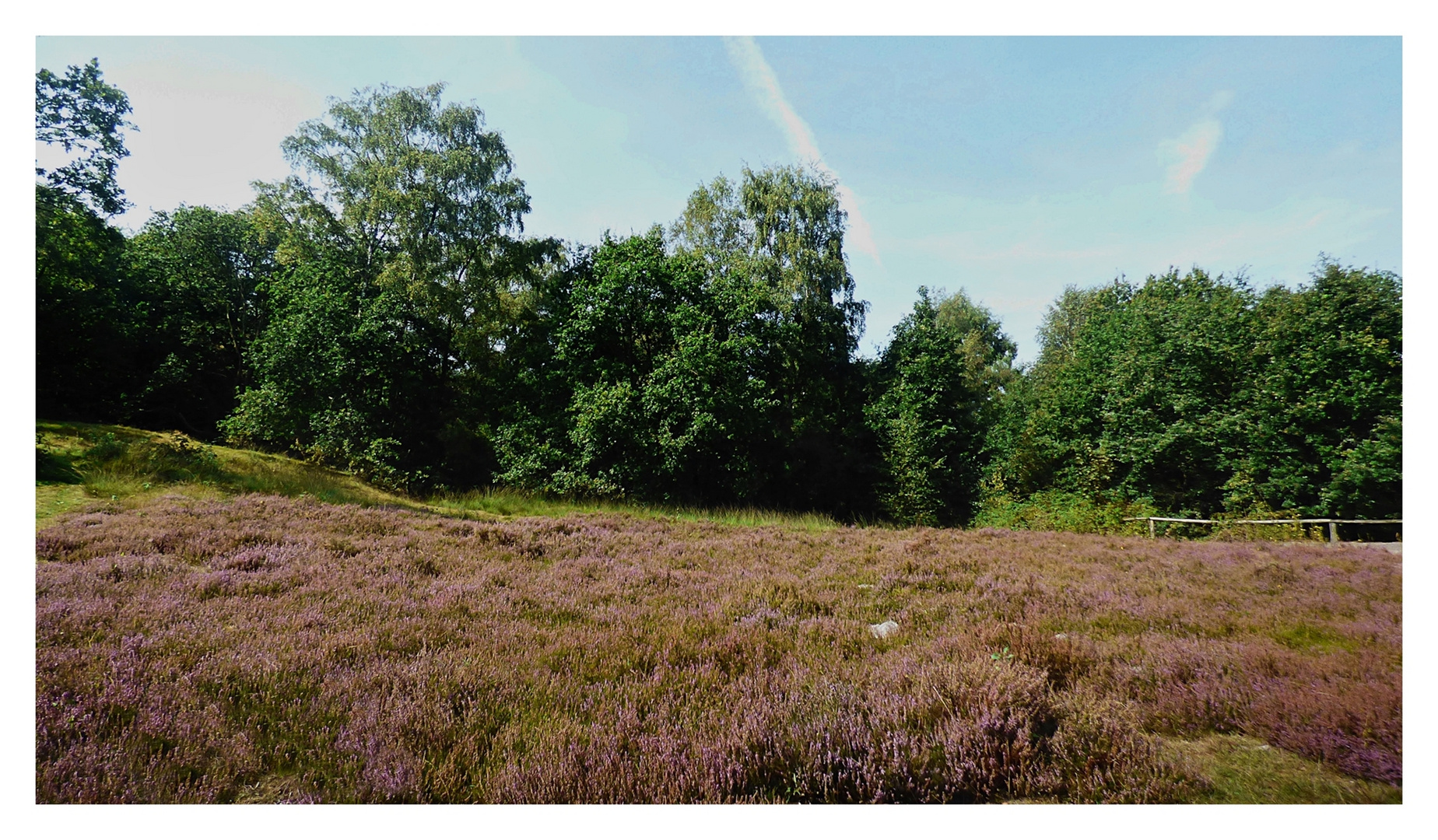 In der Hildener Heide (2)