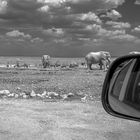 In der Hitze der Etosha Pfanne