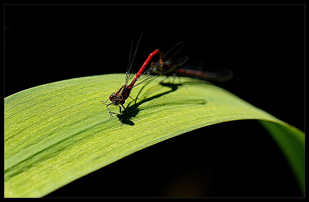 In der Hitze der Sonne ...