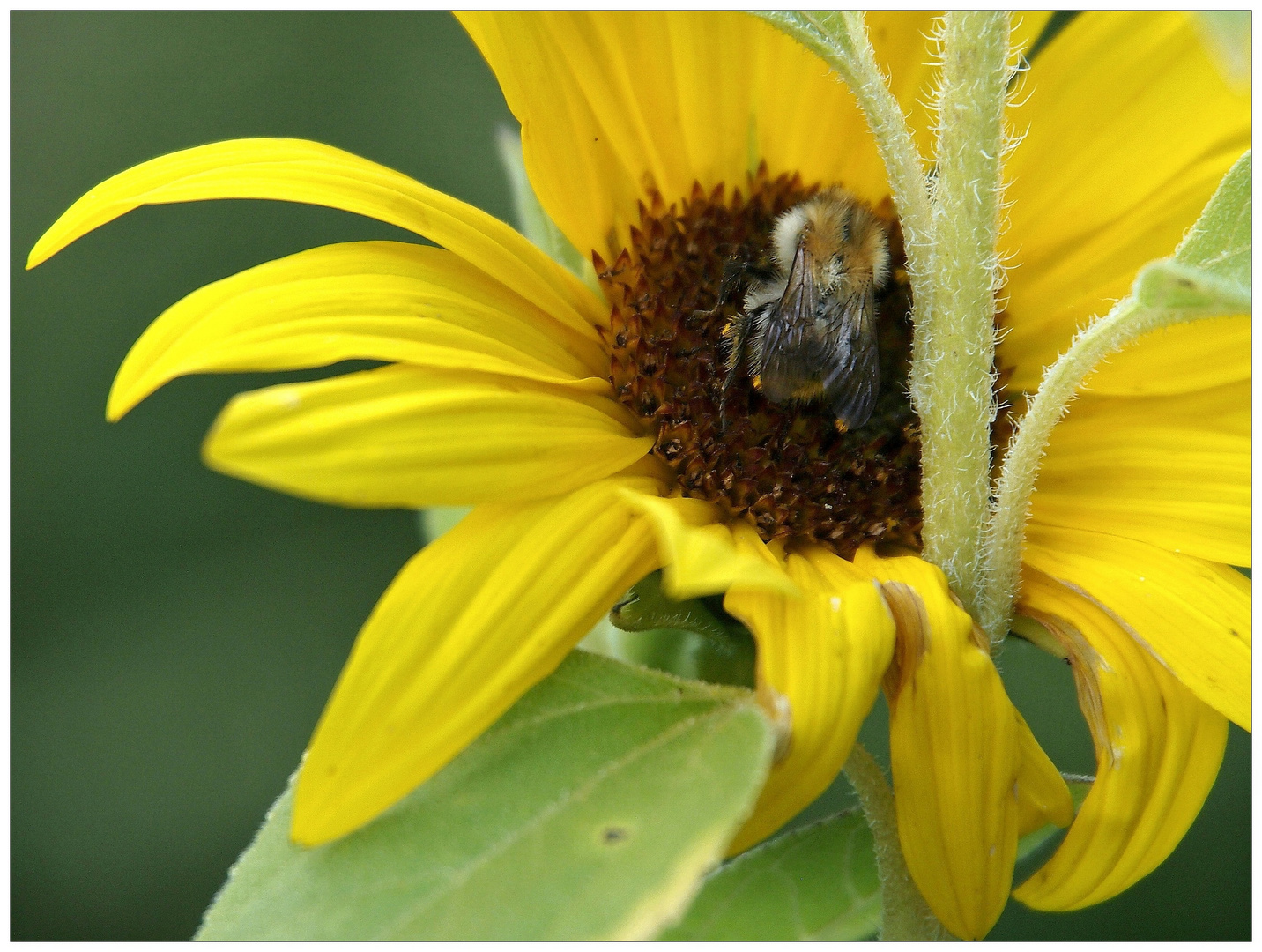 In der Hitze des Sommers