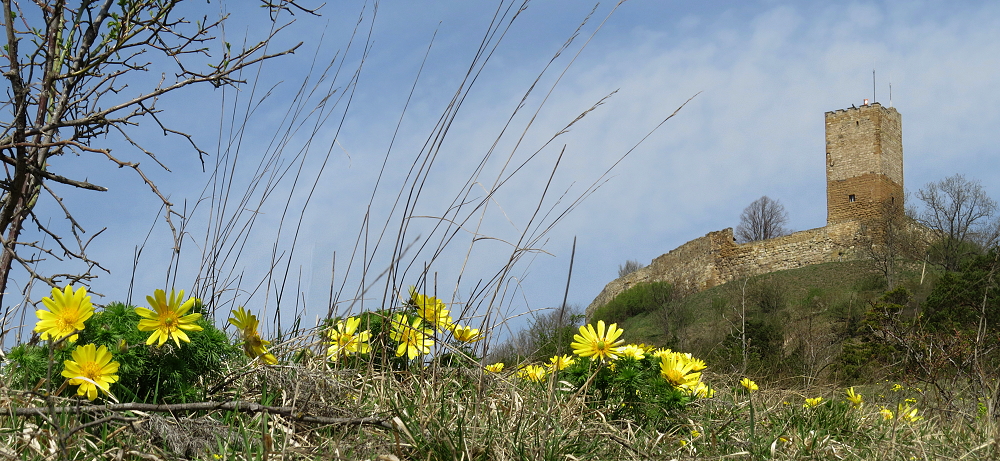 In der Hochblüte...