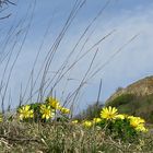 In der Hochblüte...