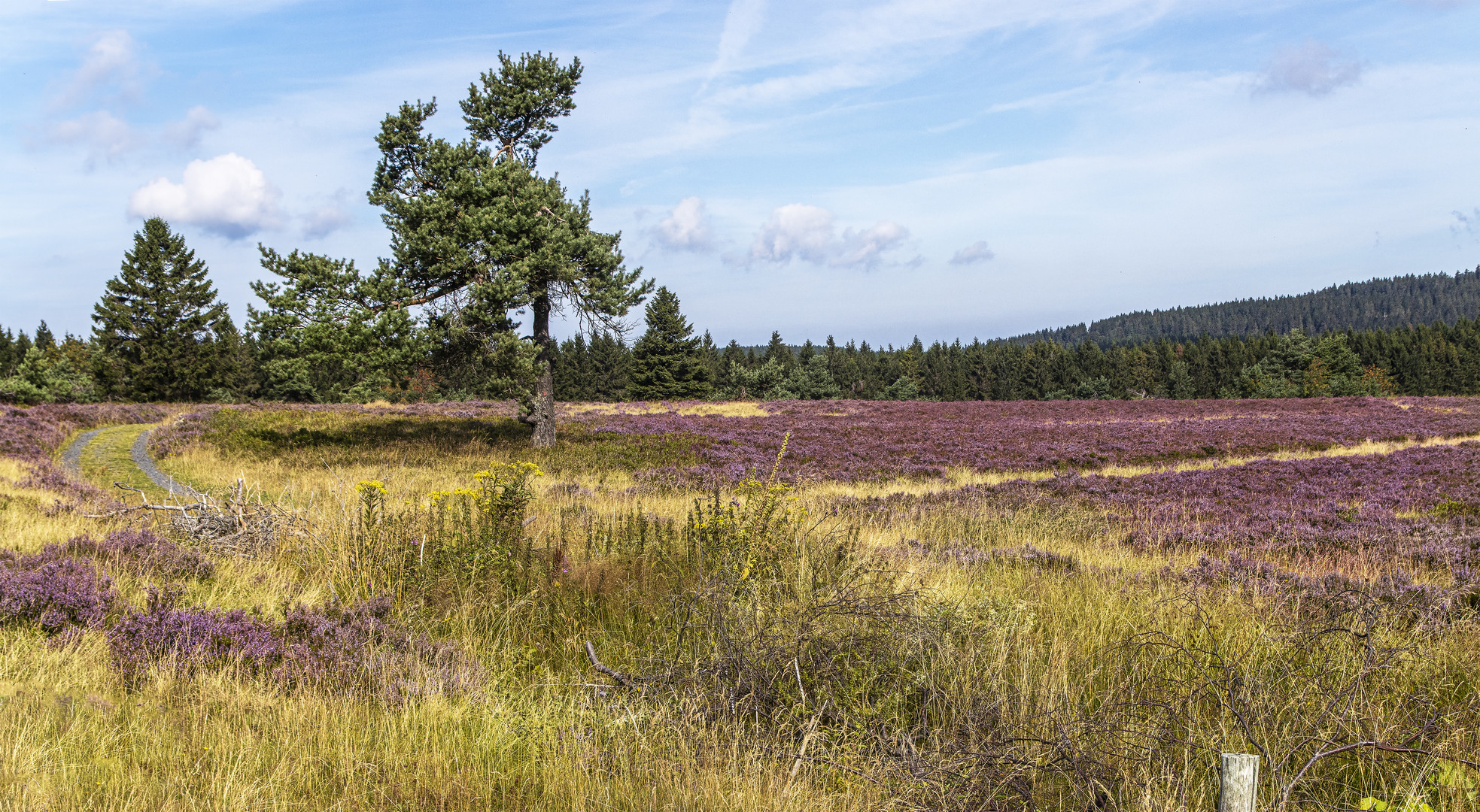 In der Hocheide Niedersfeld bei Winterberg