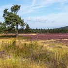 In der Hocheide Niedersfeld bei Winterberg