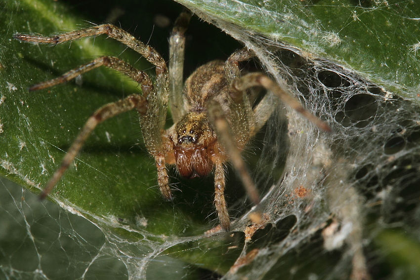 In der Höhle des.....ähh, der Spinne