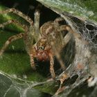 In der Höhle des.....ähh, der Spinne