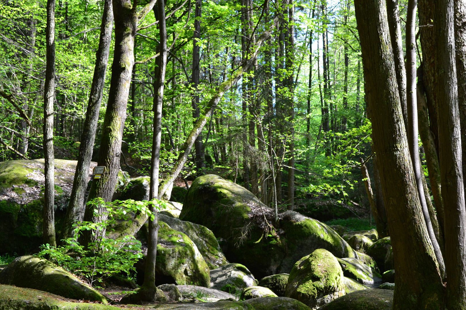 In der Hölle mit Wald ;-)