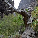 in der Höllenschlucht