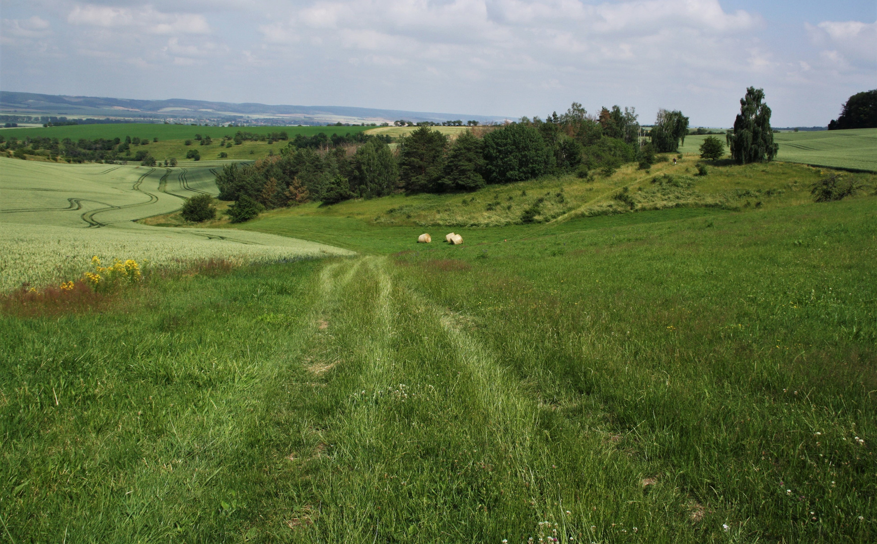 In der Hohen Schrecke