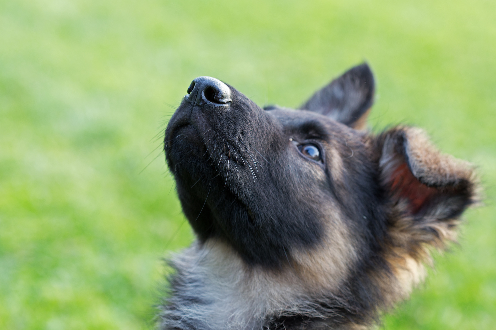 In der Hundeschule