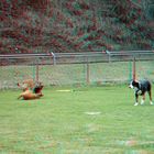 In der Hundeschule (3D rot/cyan)