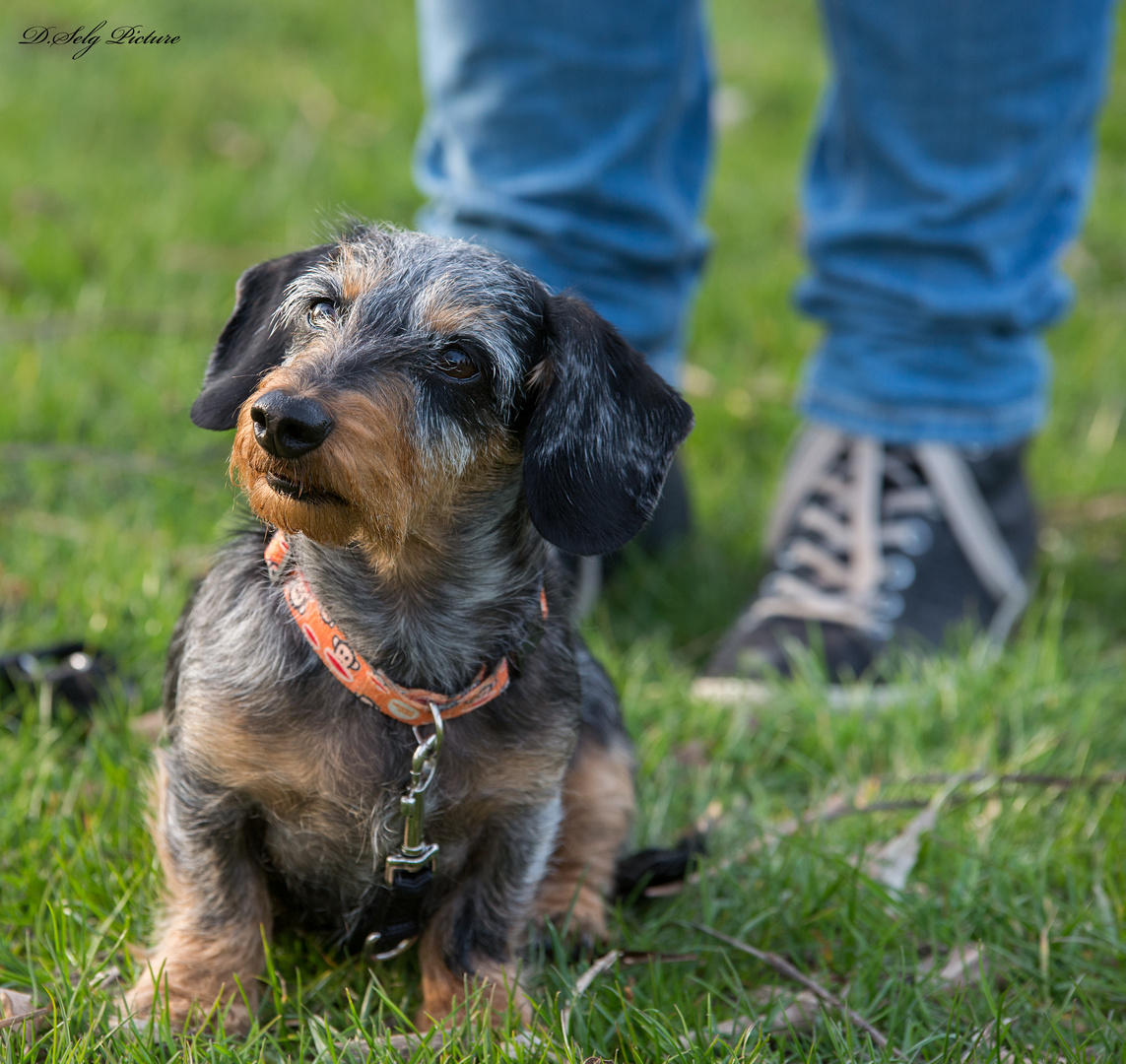 In der Hundeschule