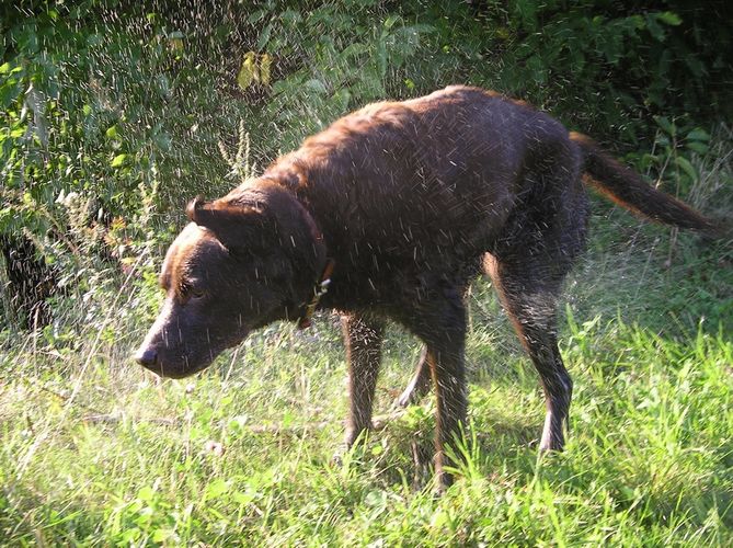 In der Hundewaschanlage, Schleudergang