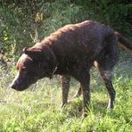 In der Hundewaschanlage, Schleudergang