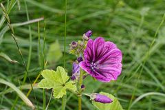 In der insektenfreundlichen Blumenwiese: Wilde Malve (Malva sylvestris)